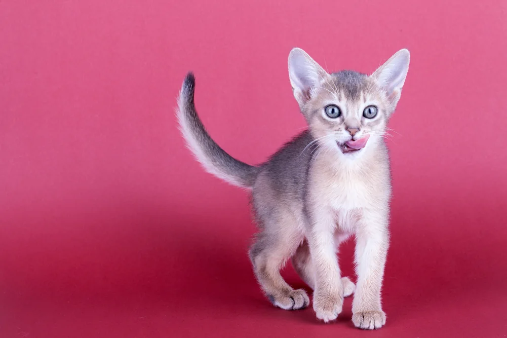 아비시니안 고양이