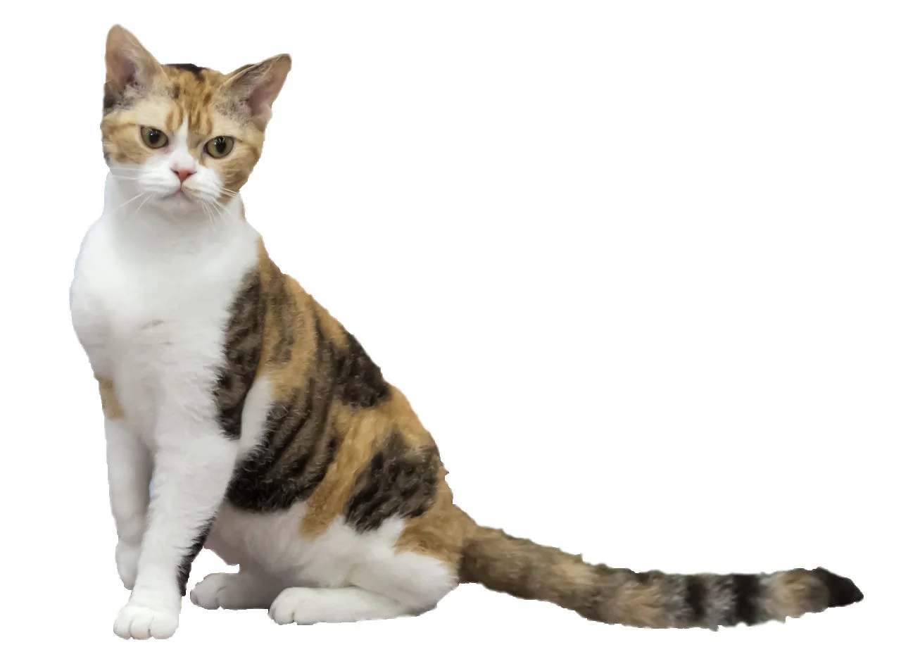 아메리칸 와이어헤어 고양이