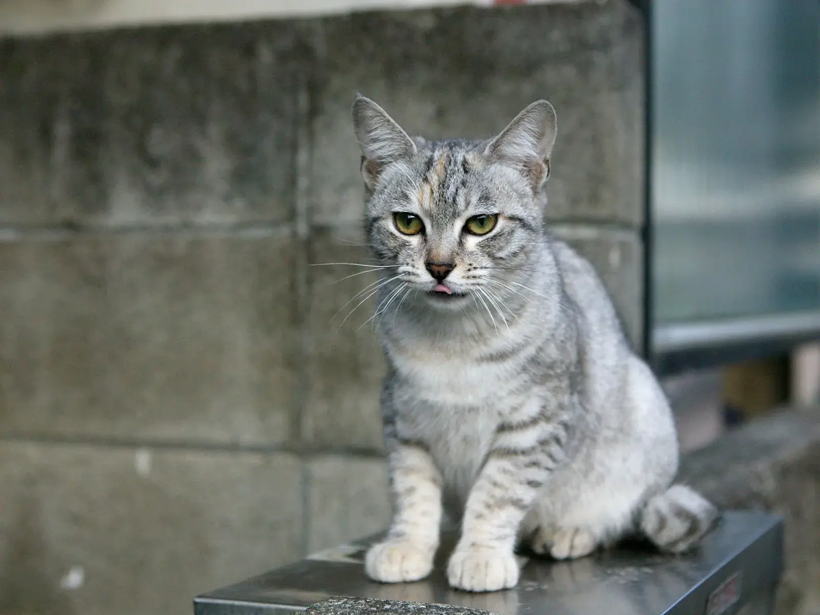 오스트레일리안 미스트 고양이