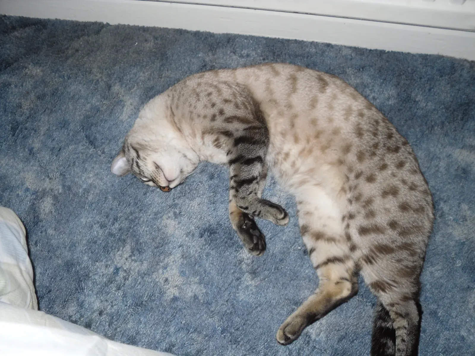 벵갈 고양이