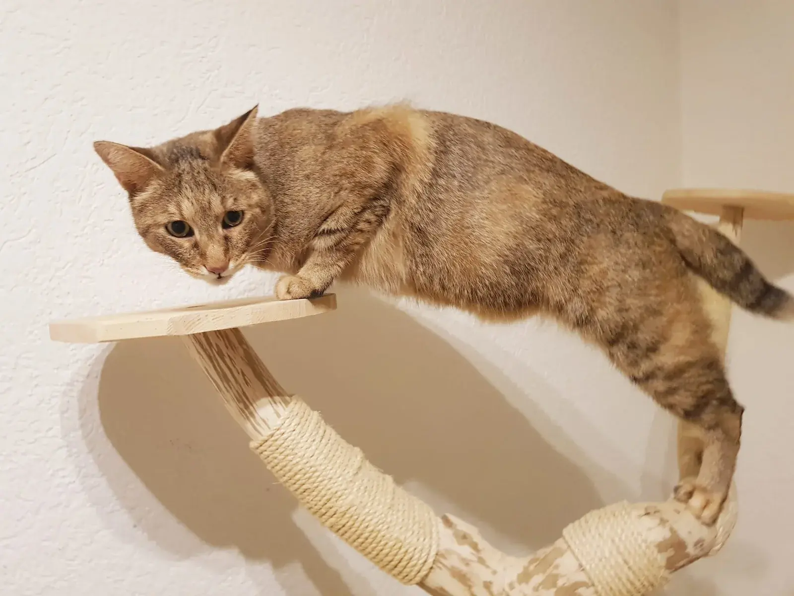 쵸시 고양이