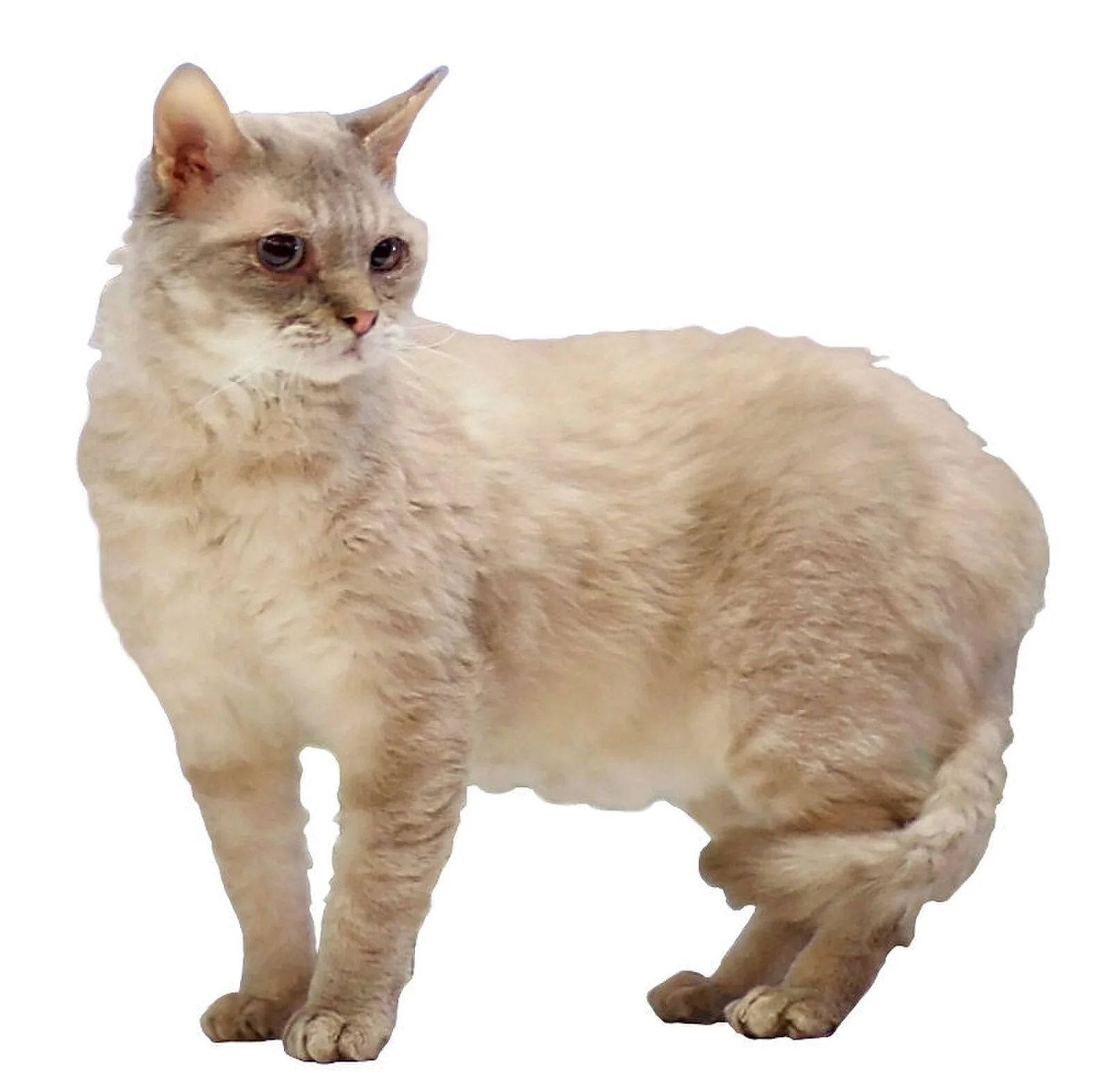 저먼 렉스 고양이