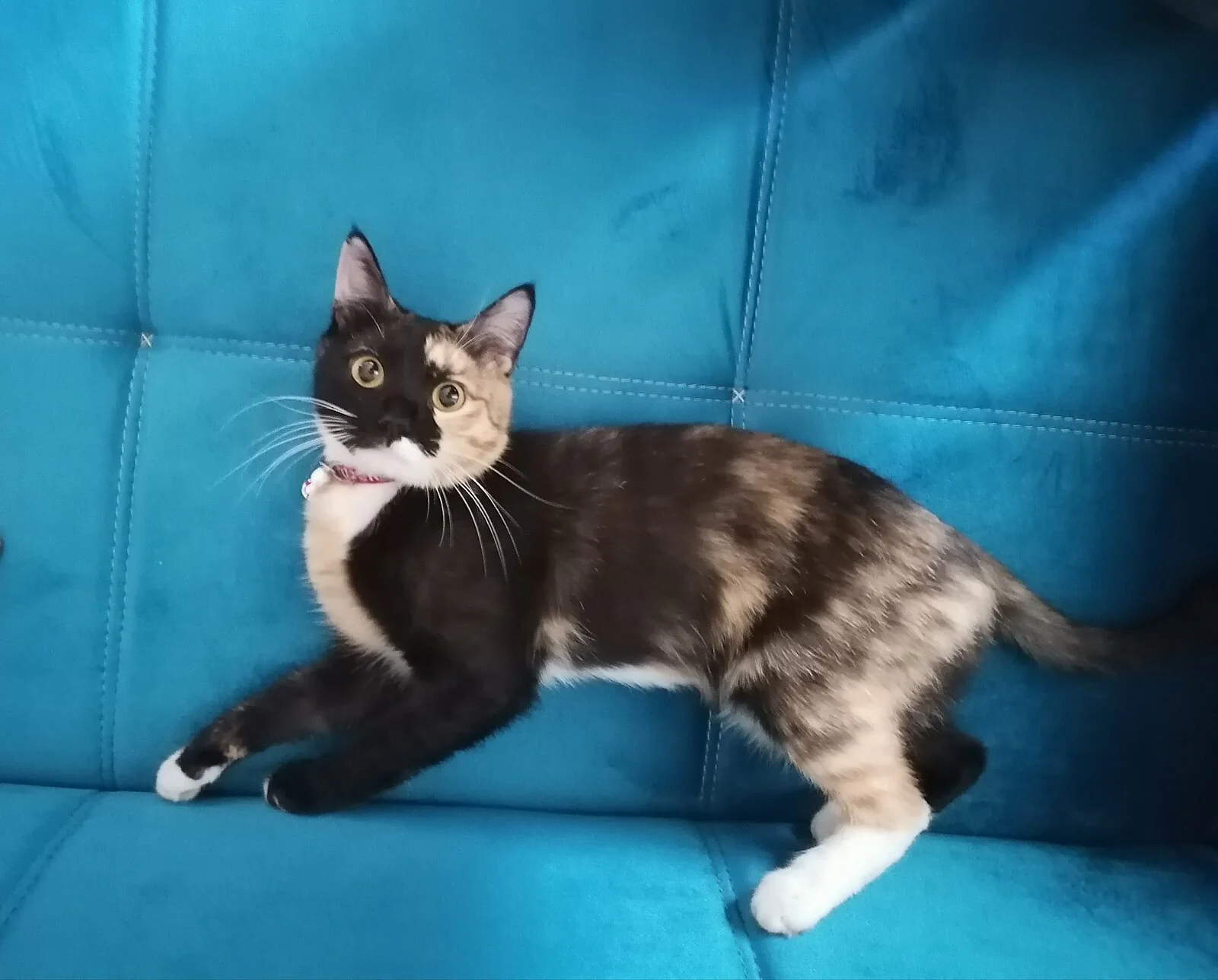 라펌 고양이