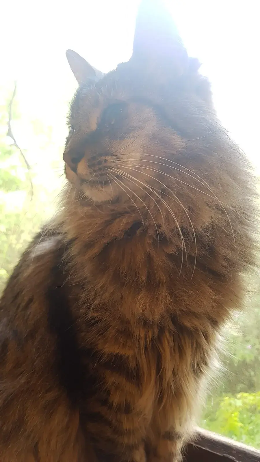 메인쿤 고양이