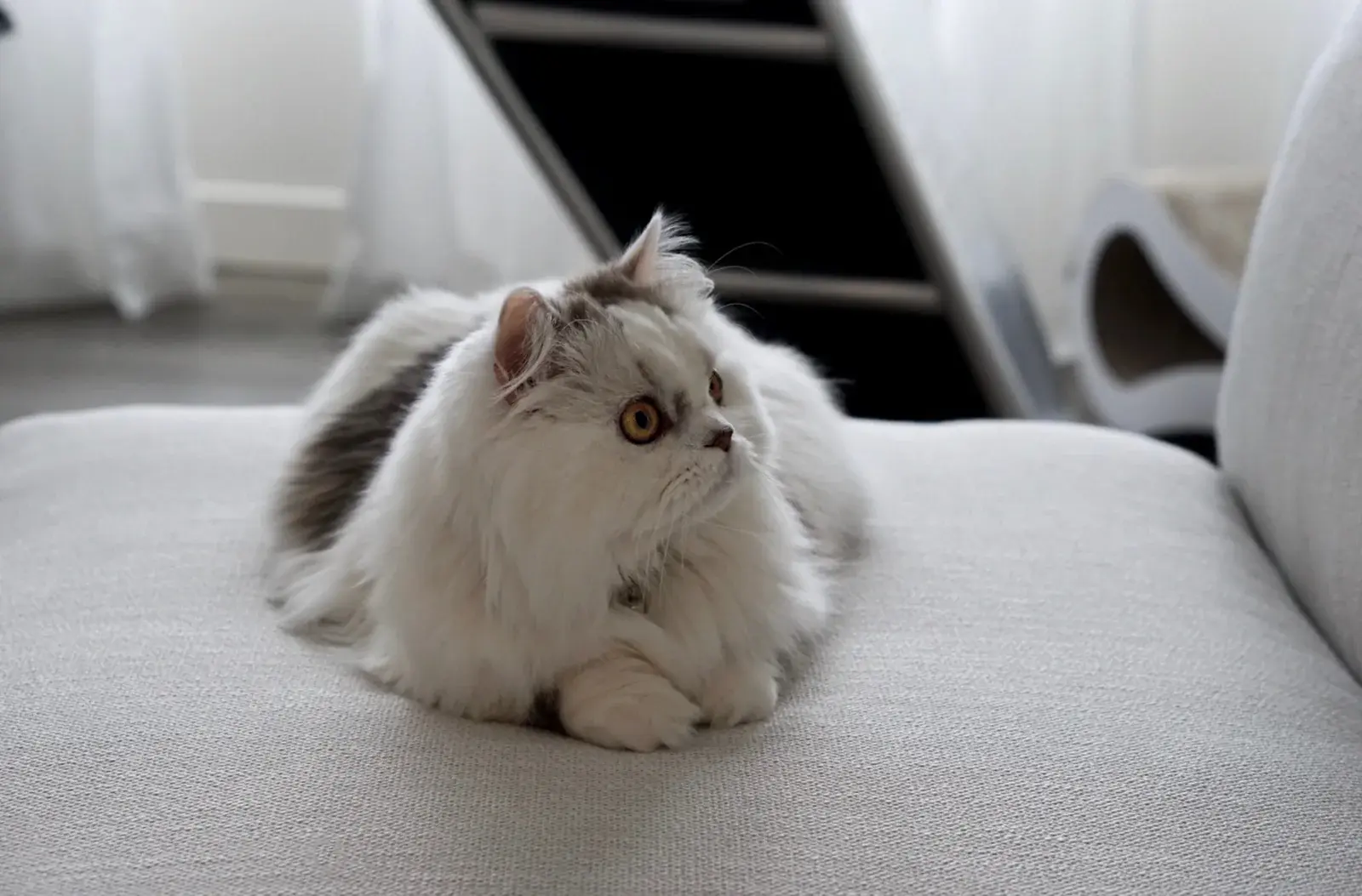 미뉴엣 고양이