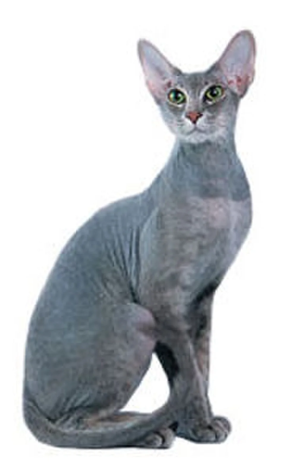 피터볼드 고양이