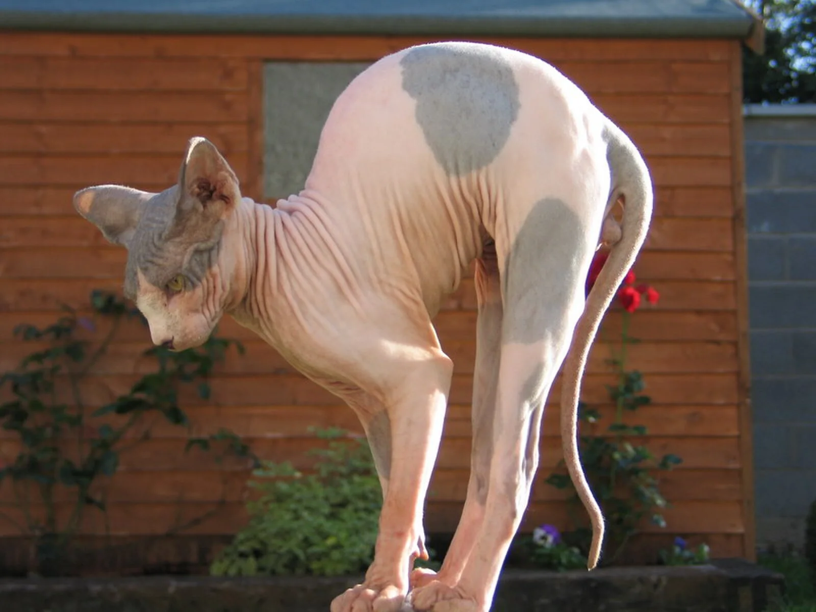스핑크스 고양이